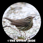Northern Waterthrush