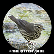 Northern Waterthrush