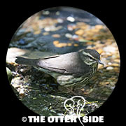 Northern Waterthrush