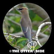 Cedar Waxwing