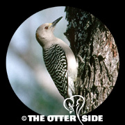 Golden-fronted Woodpecker