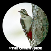 Great Spotted Woodpecker