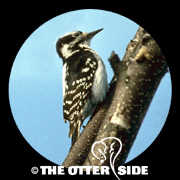 Hairy Woodpecker - Eastern