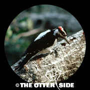 Hairy Woodpecker - Western