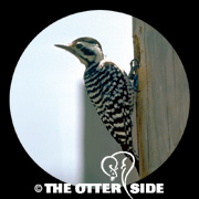 Ladder-backed Woodpecker