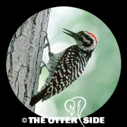Ladder-backed Woodpecker
