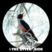 Lewis's Woodpecker