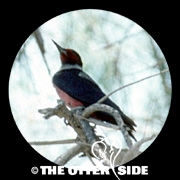 Lewis's Woodpecker