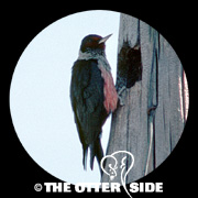 Lewis's Woodpecker