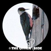 Lewis's Woodpecker