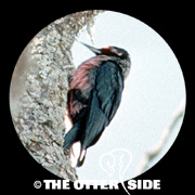 Lewis's Woodpecker