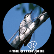 Nuttall's Woodpecker