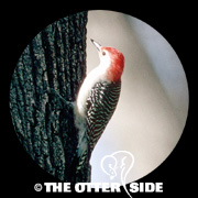 Red-bellied Woodpecker