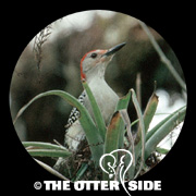 Red-bellied Woodpecker
