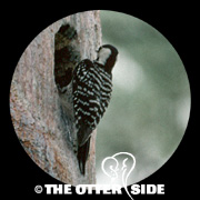 Red-cockaded Woodpecker