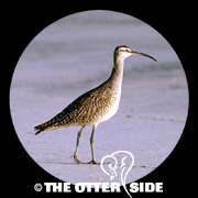 Whimbrel - North American