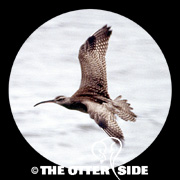 Whimbrel - North American