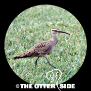 Whimbrel - North American