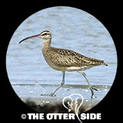 Whimbrel - North American