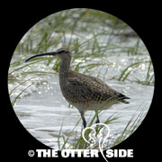 Whimbrel - North American