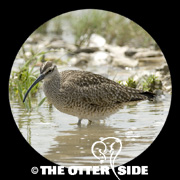 Whimbrel - North American