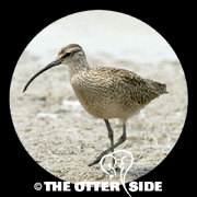 Whimbrel - North American