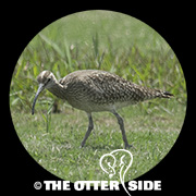 Whimbrel - Asian