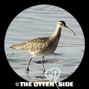 Whimbrel - Asian