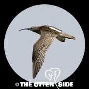 Whimbrel - Asian