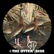 Black-bellied Whistling-Duck