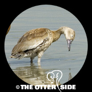 Black-bellied Whistling-Duck