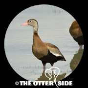 Black-bellied Whistling-Duck