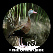 Black-bellied Whistling-Duck