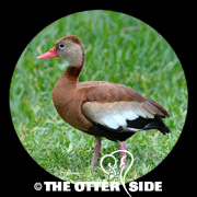 Black-bellied Whistling-Duck