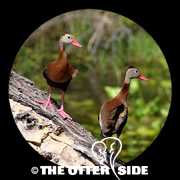 Black-bellied Whistling-Duck