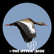 Black-bellied Whistling-Duck