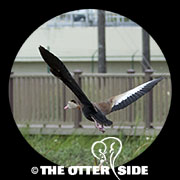Black-bellied Whistling-Duck
