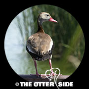 Black-bellied Whistling-Duck