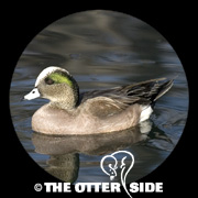 American Wigeon