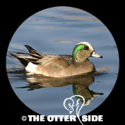 American Wigeon
