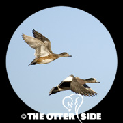 American Wigeon
