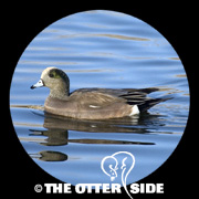American Wigeon