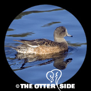 American Wigeon