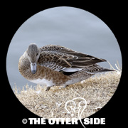 American Wigeon