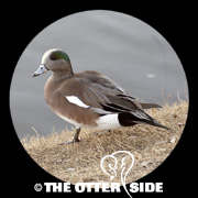 American Wigeon