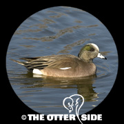 American Wigeon