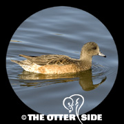 American Wigeon