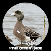 American Wigeon