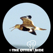 Willet - Eastern