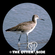 Willet - Western